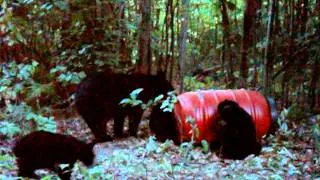 Maine black bear Sow and 3 cubs