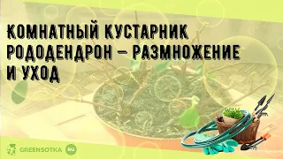 Комнатный кустарник рододендрон — размножение и уход