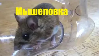 Самая простая Мышеловка из семечек и банки. Метод проверенный временем.