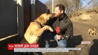 Український Хатіко: як пес відстав від господарів і вірно чекав на них