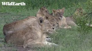 WildEarth - Sunrise  Safari - 19 Feb 2023