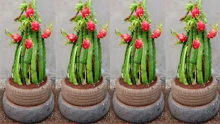 How to care for and plant dragon fruit so easy for beginners