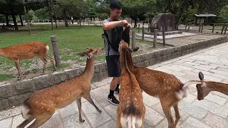 Feeding Deer at Nara Park (奈良公園)