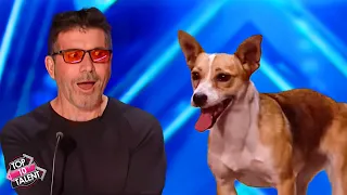 Unforgettable Dog Acts on BGT! 🐾🌟