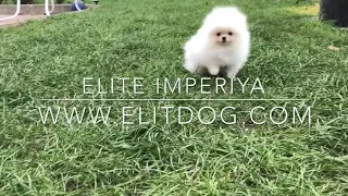 Белый померанский шпиц мальчик в типе медвежонка!www.elitdog.com