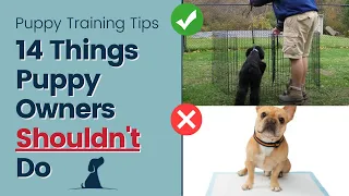 Puppy Training Tips - 14 Things New Owners Shouldn't Do