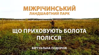 Одне з найбільших боліт в Україні / Міжрічинський  ландшафтний парк. Віртуальний тур у світ природи