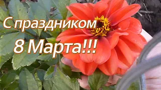 Поздравляю всех женщин с праздником 8 Марта!!!