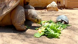 500 Pound Tortoise Eating Salad with 8 Pound Tortoise