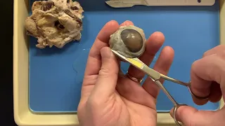 Cow’s Eye Dissection