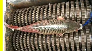 Harvesting Fish -Automatic Fish Killing Cutting Cleaning Machine