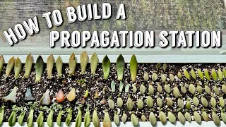 HOW TO BUILD A PROPAGATION STATION | DIY Propagation Box | Succulent Care | Super Easy Propagation