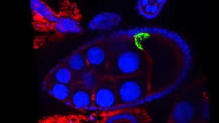 Fredonia Leica SP8 Confocal