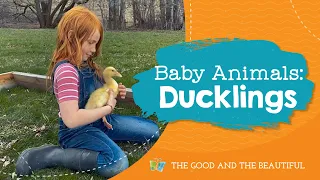 Baby Animals | Ducklings | The Good and the Beautiful