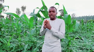 The Magic of intercropping Maize 🌽 and Beans. You need to try this method.