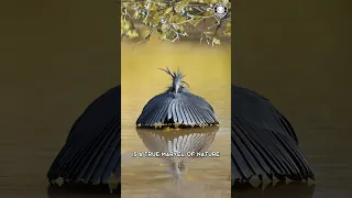 Black Heron 🐦 The Mind-Blowing Fishing Genius!