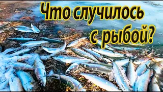 Массовая гибель сельди у берегов Сахалина | Что происходит с рыбой ❓❓❓