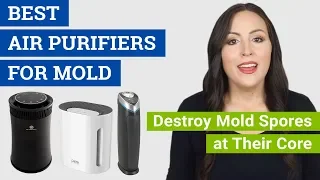 Best Air Purifier for Mold and Mildew (2021 Reviews & Buying Guide) Top Air Cleaners for Mold