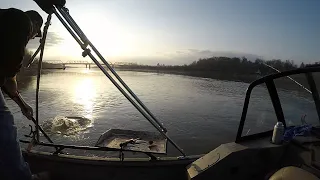 Huge Missouri River Blue Catfish behind wing dykes feat Scott Linton