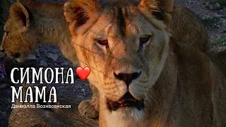 ❤️Львица СИМОНА -ЗАМЕЧАТЕЛЬНАЯ мама. Тайган. Life of lions.Taigan.