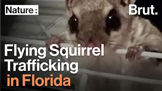 The Flying Squirrel Trafficking Ring in Florida