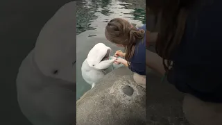 Brushing a beluga whale’s teeth!