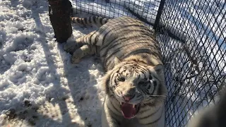 Белый тигр Раджа в заснеженном Тайгане! White Tiger Raja in the snowy Taigan!