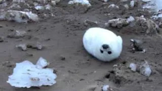 seal pup.AVI