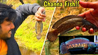 😳Giant Channa Fish Caught from Assam Mountains🏔️🔥| Channa Fishing | Fishing in Assam River