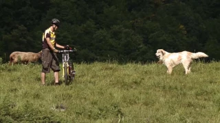 Herdenschutzhunde: das richtige Verhalten gegenüber Herdenschutzhunden