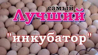 Самый лучший инкубатор - это ....