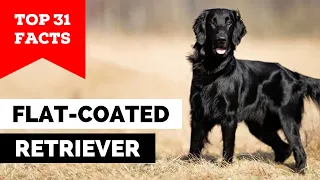 99% of Flat-Coated Retriever Owners Don't Know This