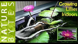 How to grow Water Lily in Aquarium| Growing Water Lily Indoor |Bulls Eye Lily| Albert Greenberg Lily