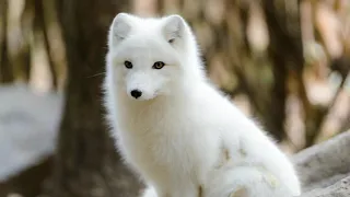 interesting facts about arctic foxes | Animals Are Beautiful