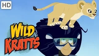 Wild Kratts - Lion King and Queen of the Jungle | Kids Videos