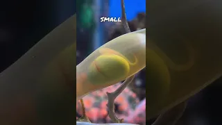 What’s Inside a Shark Egg? 🦈
