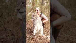 Sitting with a LYNX! ❤️🐱