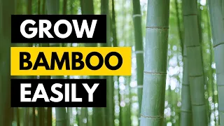 Plant Bamboo Two Ways for FREE