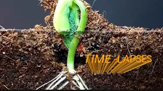 Bean Time-Lapse - 25 days | Soil cross section ! haricot rouge#roots