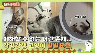 [TV 동물농장 레전드] 😂이해할 수 없는 너란 존재... 각양각색 고양이 별별묘전🐾 I TV동물농장 (Animal Farm) | SBS Story