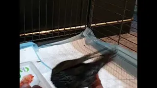 Bubba the Starling Loves His Crickets || ViralHog