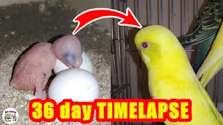 Budgie growth stages / first 36 days From Egg to Adult
