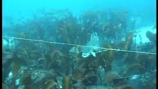 Underwater camera from longline fishing of cod