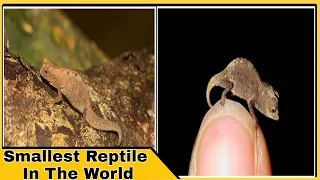 Discovered New Chameleon Species || Smallest Reptile In The World || Facts By Mysterio