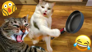 Try Not To Laugh 🤣 New Funny Cats And Dog Video 😹 - Just Cats Part 24
