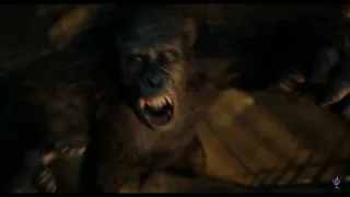 Caeser kills Koba Dawn of the Planet of the Apes