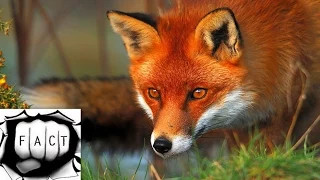 7 Of The Most Beautiful Fox Species In The World