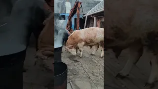 klanje bika / bull slaughter / забой быка