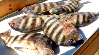 Simple Way To Catch A Limit Of Sheepshead (This Bait Always Works)