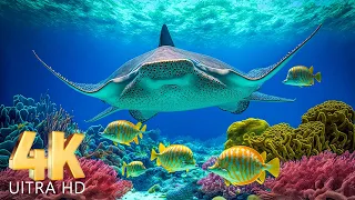 3 HOUR Under The Red Sea 4K (ULTRA HD)🐋- Coral Reefs and Colorful Sea Life - Relaxing Music